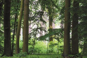 Czas drewna – piknik ekologiczny