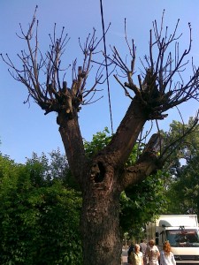 drzewo2