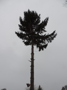 drzewo3