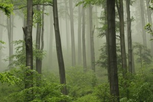 Prace obsewacyjno-pomiarowe w lasach