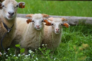 Poznaj owce i kozy w skansenie