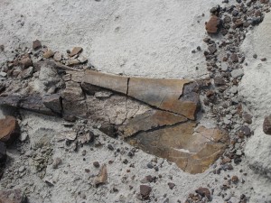 Prehistoryczne kości znalezione w Jonkowie ;-)