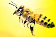 Wielki Dzień Pszczół – skansen w Olsztynku