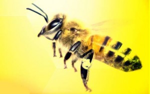 Wielki Dzień Pszczół – skansen w Olsztynku