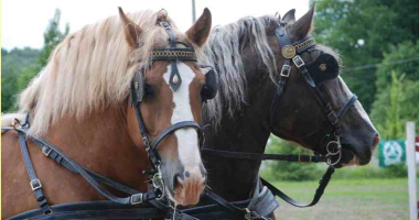 Dzień Woźnicy i promocja szkoły