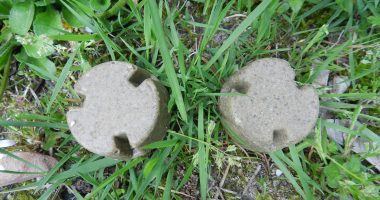 Szczepienie lis&oacute;w - komunikat