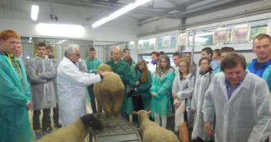 Uczyli się o owcach i kozach...