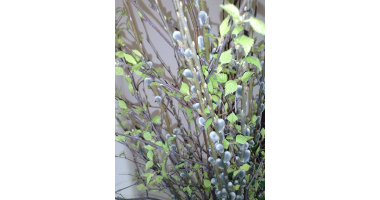 Wielkanoc na Warniji