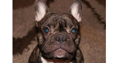 Wystawa Ps&oacute;w Rasowych w Dobrym Mieście