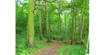 Dni Przyjaciół Lasu