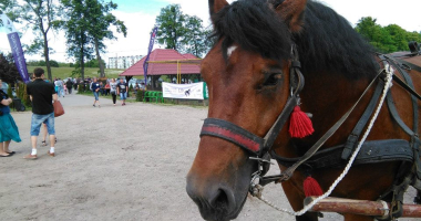 Tytuł Woźnicy Roku utrzymany!