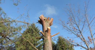 Ostrożnie z przycinaniem drzew!