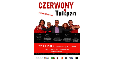 CZERWONY TULIPAN