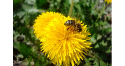 KONFERENCJA O LECZENIU I ŻYWIENIU PSZCZÓŁ