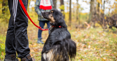 Bieg na 6 łap w Tomarynach