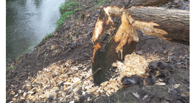 Na święta do Gietrzwałdu przybyły… bobry