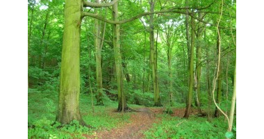 Ogłoszenie o pracach obserwacyjno-pomiarowych w lasach