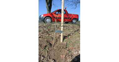 Drogowcy sadzą drzewa