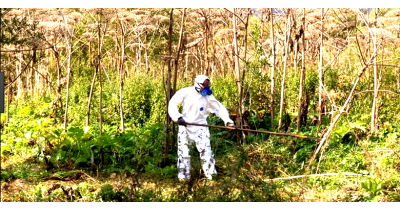 Dofinansowanie na likwidację Barszczu Sosnowskiego