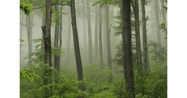 Umowa z Dyrekcją Las&oacute;w Państwowych
