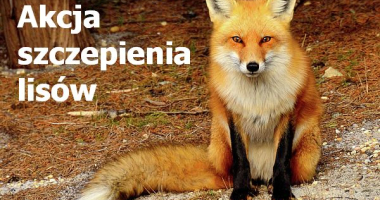 Akcja szczepienia lis&oacute;w