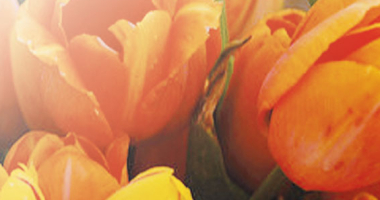 Życzenia z okazji Dnia Sołtysa