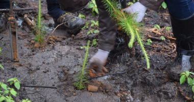 Akcja sadzenia drzew 