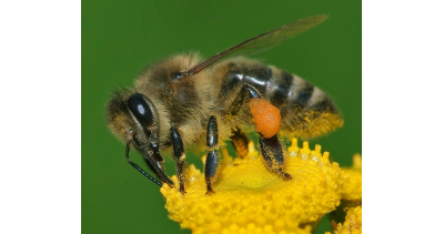 Wielki Dzień Pszczół