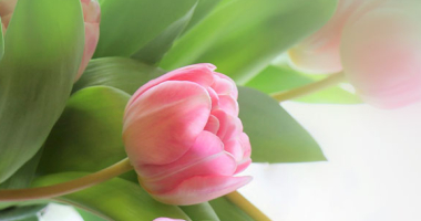 Serdeczne życzenia z okazji Dnia Kobiet