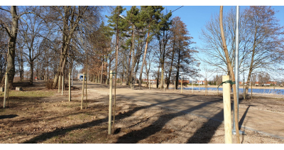 Lipowy raj dla pszcz&oacute;ł