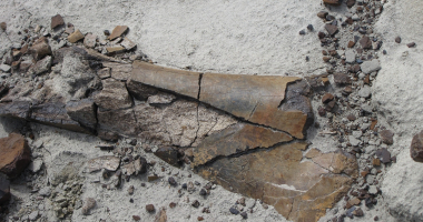 Prehistoryczne kości znalezione w Jonkowie ;-)