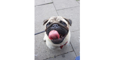 Ogólnopolska wystawa psów rasowych