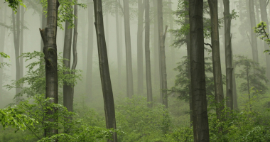 Prace obsewacyjno-pomiarowe w lasach