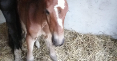 Kolejny powiatowy źrebak urodził się w Smolajnach