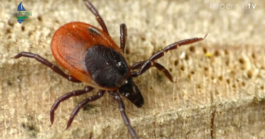 Kleszcze - co trzeba o nich wiedzieć?