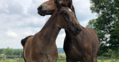 Rośnie powiatowa stadnina w Smolajnach