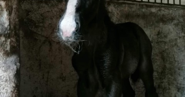 Cud narodzin w stajni w Smolajnach