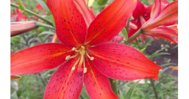 Lilia "Mikołaj Kopernik" zarejestrowana w Londynie