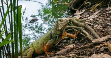 Egzotyczne zwierzęta trzeba rejestrować! 