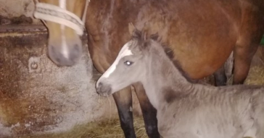Nowe życie w stadninie w Smolajnach