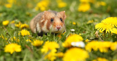 Bez rolnika nie ma chomika! Wypełnij ankietę i pomóż w badaniach 