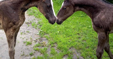 Licytacja w szkolnej stadninie w Smolajnach