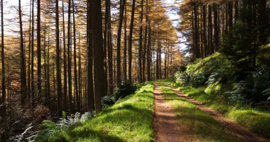 Sprawdź, gdzie obowiązuje zakaz wejścia do lasu 