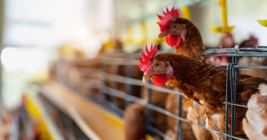 Uwaga, ptasia grypa! Zalecenia 