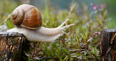 Zbiory winniczka wstrzymane na dwa lata