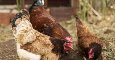 Zasady utrzymywania drobiu w powiecie olsztyńkim